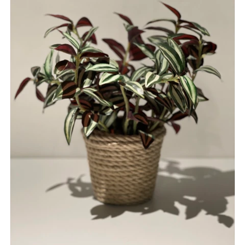 Традесканция в джутовом кашпо, В 27 Ш 25