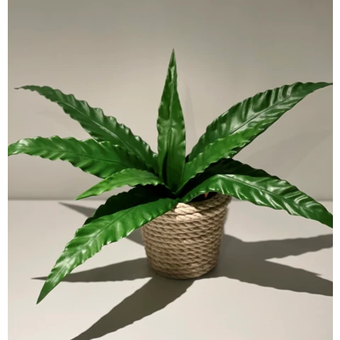 Калатея в джутовом кашпо, В 23 Ш 38