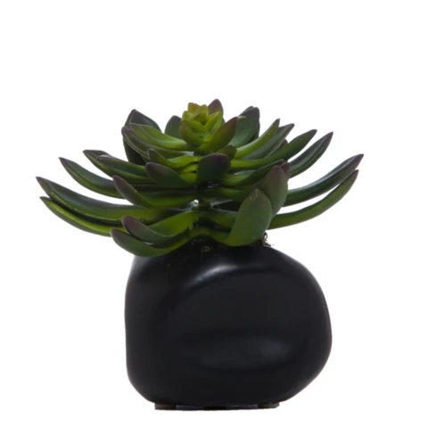 Пахифитум, XS В 10