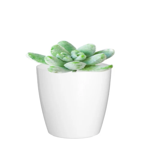 Граптоверия, Д 10 В 15