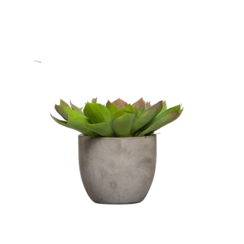 Эхеверия светло-зеленая, В 14