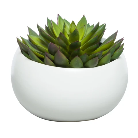 Искусственные суккуленты Стегхорн в керамической вазе, В 11