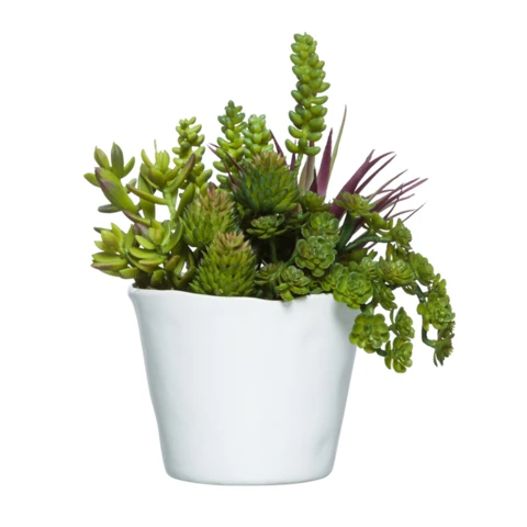 Микс суккулентов в белом кашпо, В 22