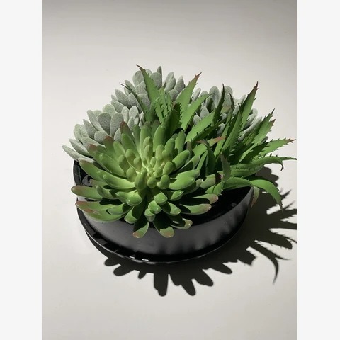 Микс суккулентов с Эхеверией в кашпо, В 12 Д 15