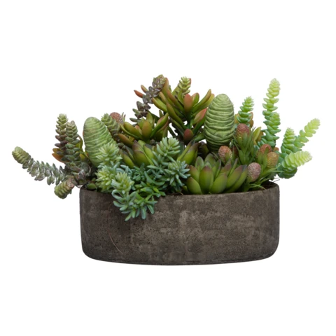 Микс суккулентов Крассула, В 14 Д 18