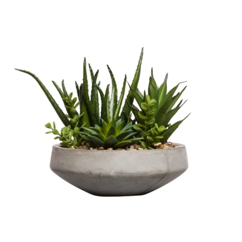 Микс суккулентов Хавортия, В 23 Д 21