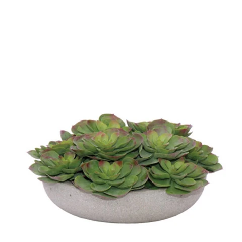 Микс суккулентов, В 15
Д 26