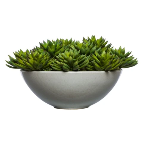 Суккуленты Эхеверия моно, В 25 Д 27