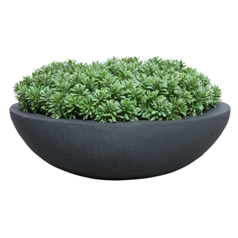 Суккуленты Рупестрис моно в вазоне В 30 Д 56