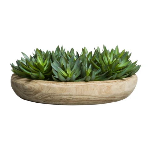 Хавортия в деревянном блюдце, В 10
Д 25