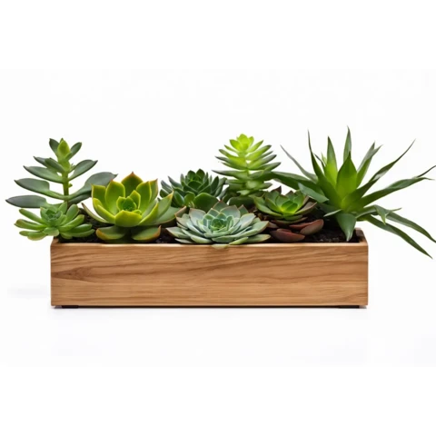 Суккуленты в кашпо №8, В22*Д50*Ш15