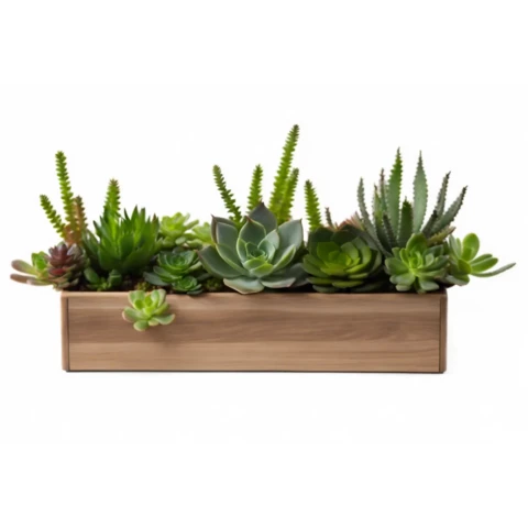 Суккуленты в кашпо №9, В22*Д50*Ш15