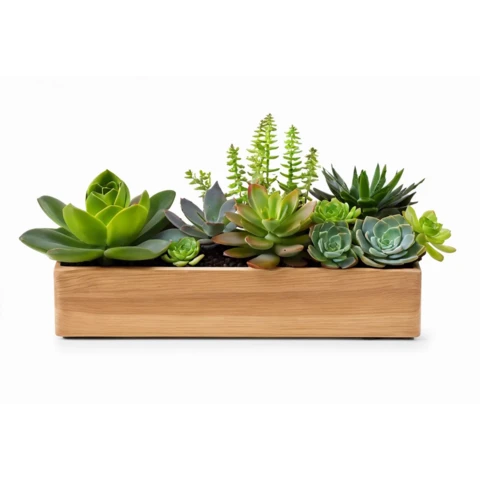 Суккуленты в кашпо №10, В22*Д50*Ш15