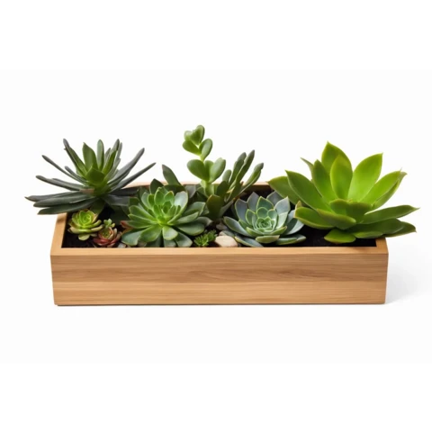 Суккуленты в кашпо №12, В22*Д50*Ш15