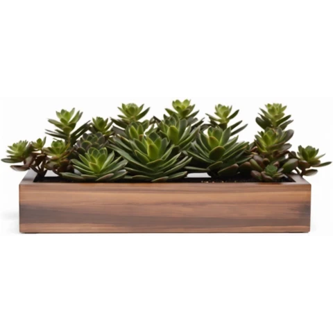 Суккуленты в кашпо №13, В22*Д50*Ш15