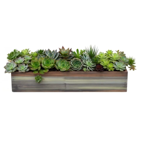 Суккуленты в кашпо №14, В22*Д50*Ш15