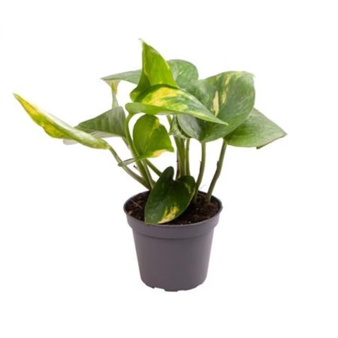 Эпипремнум Aureum 12\20