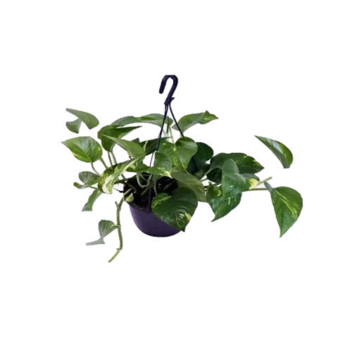 Эпипремнум Aureum 15\35