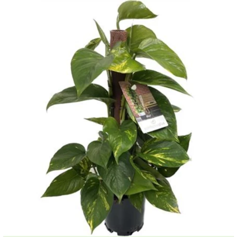 Эпипремнум на штамбе 19\80