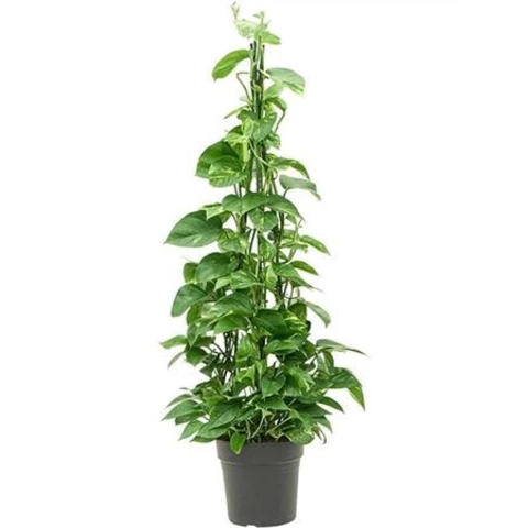 Эпипремнум Aureum 24\120