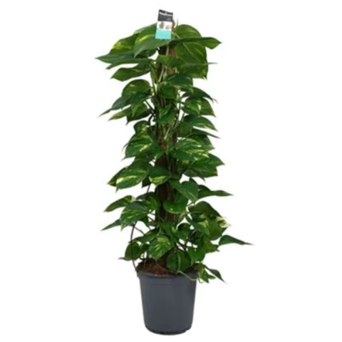 Эпипремнум Aureum на штамбе 24\130