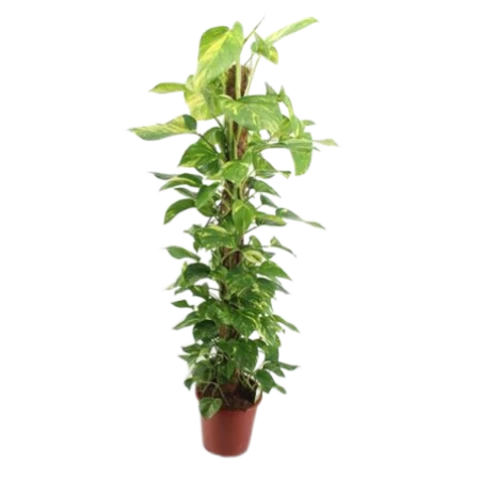 Эпипремнум Aureum на штамбе 27\145