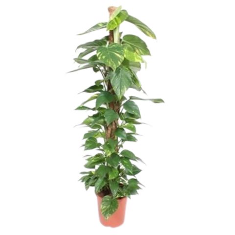 Эпипремнум Aureum на штамбе 27\160