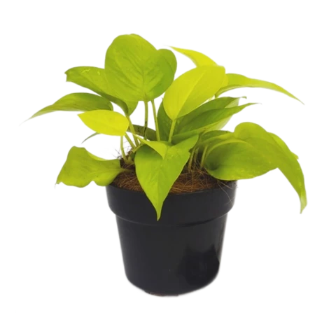 Эпипремнум Golden Pothos 12\20