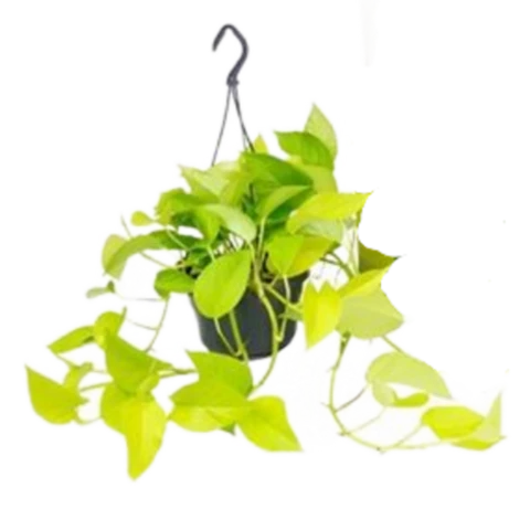 Эпипремнум Golden Pothos 15\35