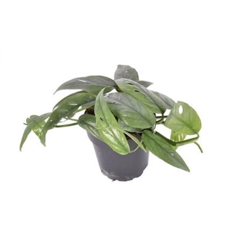 Эпипремнум Cebu Blue 12\20