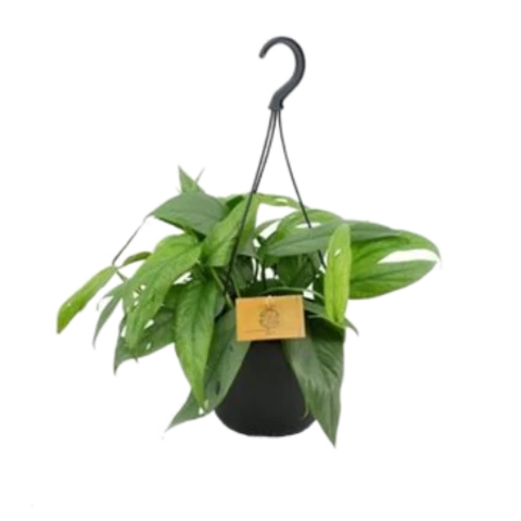 Эпипремнум Cebu Blue 12\21