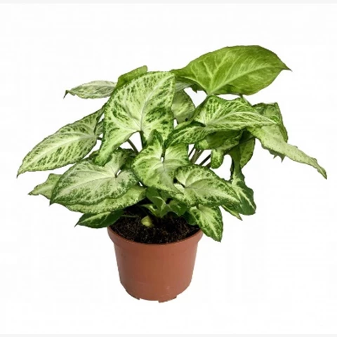 Сингониум Butterfly 12\20