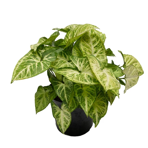 Сингониум Butterfly 17\35