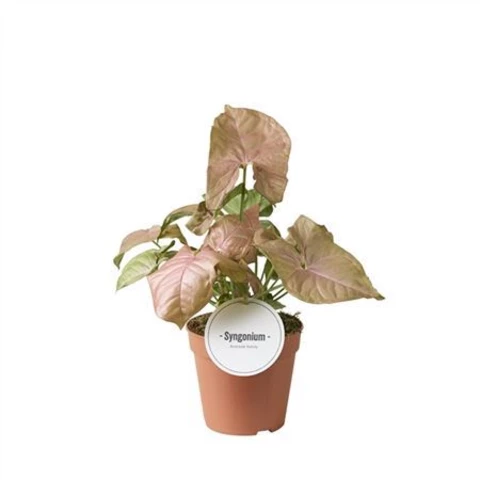 Сингониум Neon 12\25