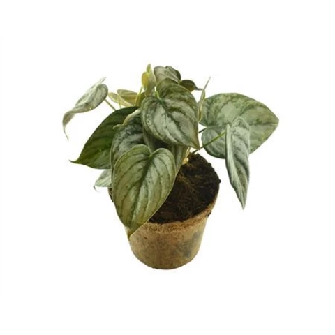 Филодендрон Brandtianum 12\25