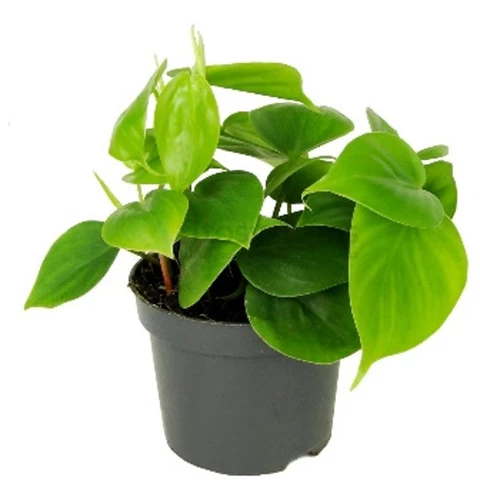 Филодендрон Scandens 12\20