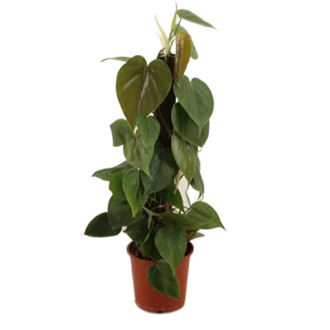 Филодендрон Scandens 14\45