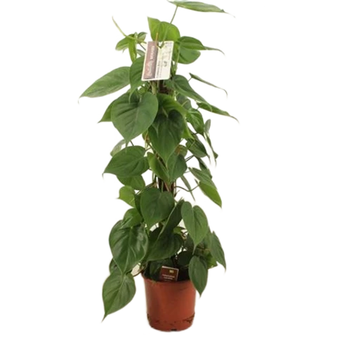 Филодендрон Scandens 19\75