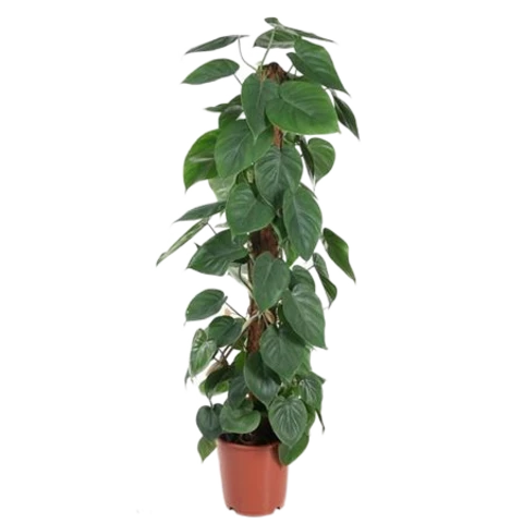 Филодендрон Scandens 24\120