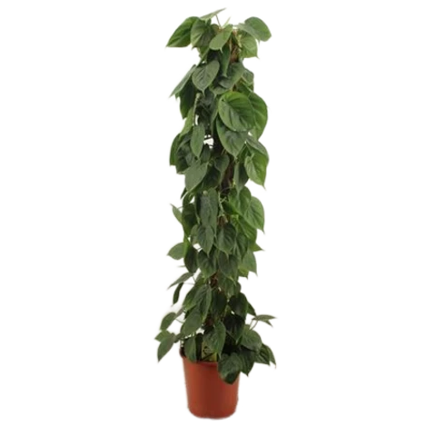 Филодендрон Scandens 27\150