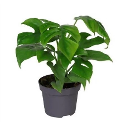 Филодендрон Минима 12\25