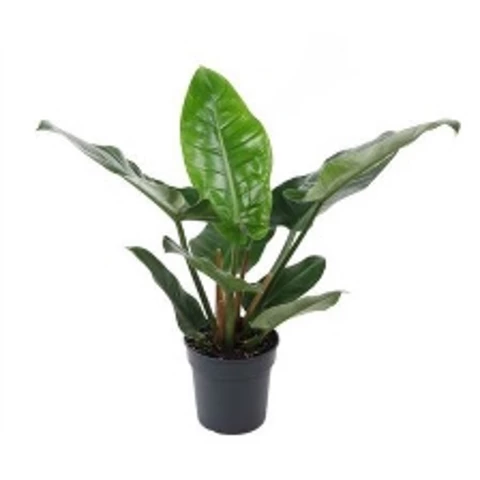 Филодендрон Imperial Green 19\60
