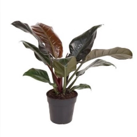 Филодендрон Imperial Green 28\50