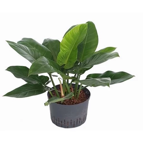 Филодендрон Imperial Red 19\60