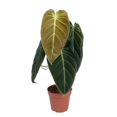 Филодендрон Melanochryum 12\50