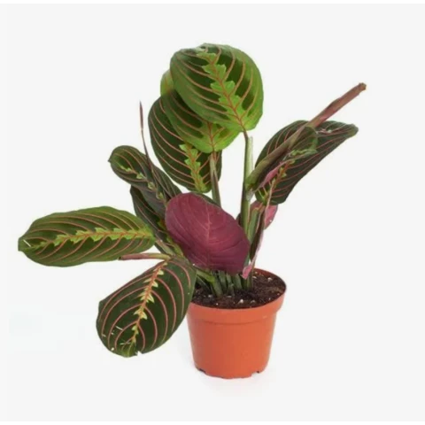 Маранта Триколор 12\30