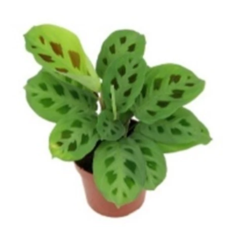 Маранта Керховеана 12\30