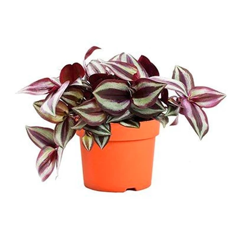 Традесканция Zebrina 14\20