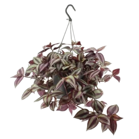 Традесканция Zebrina 17\30