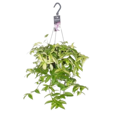 Традесканция Yellow Hill 17\30